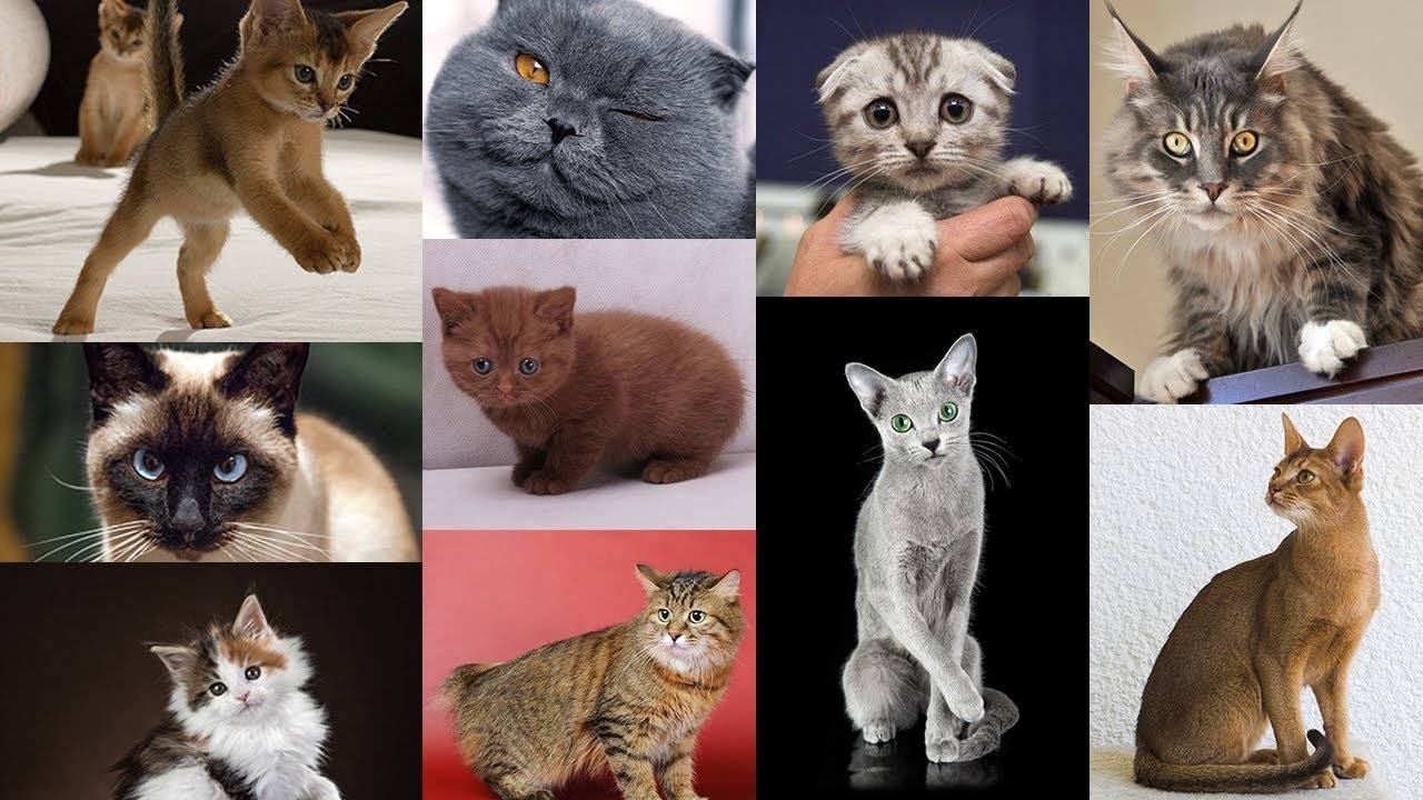 Самые умные породы кошек в мире: фото с названиями и описанием