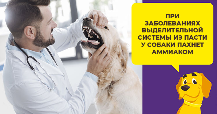 Как избавиться от неприятного запаха изо рта у собак: проверенные способы