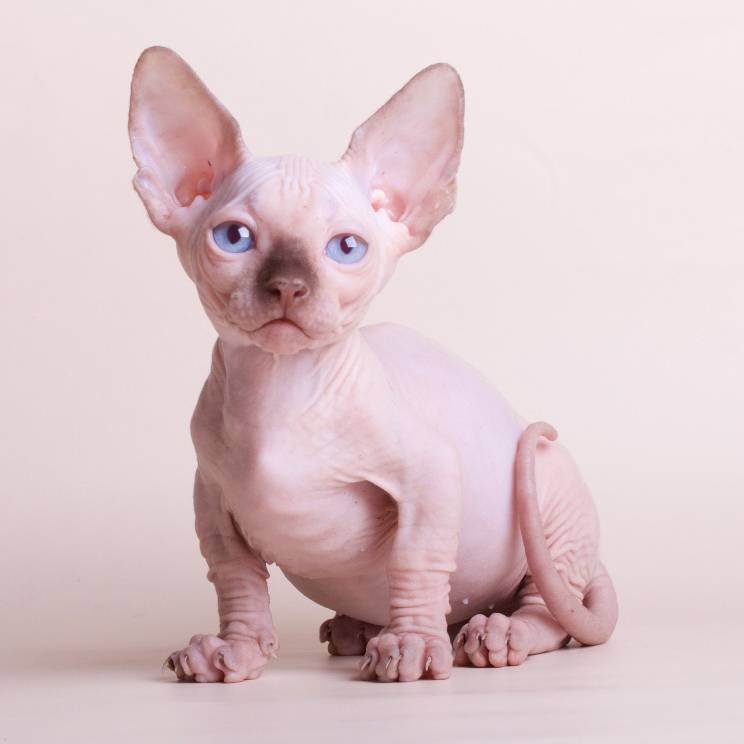 Кошка бамбино: описание породы с короткими лапами и большими ушами