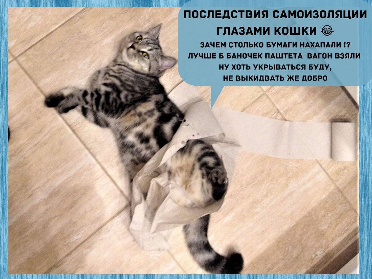 5 признаков того, что вы раздражаете свою кошку