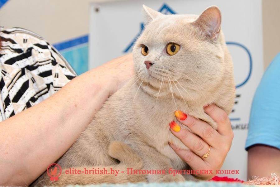 История появления породы британская кошка
