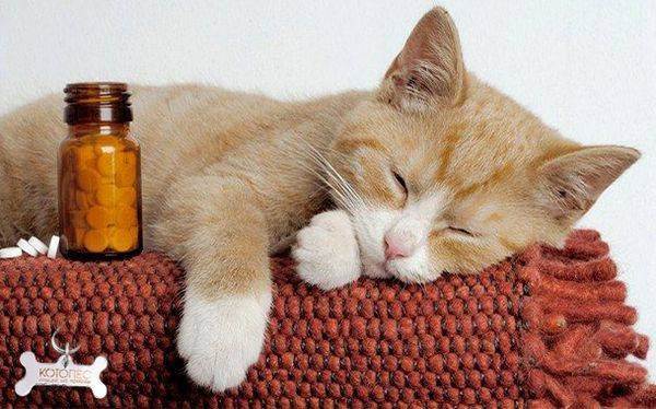 Какое снотворное для кошек лучше: виды и применение в домашних условиях