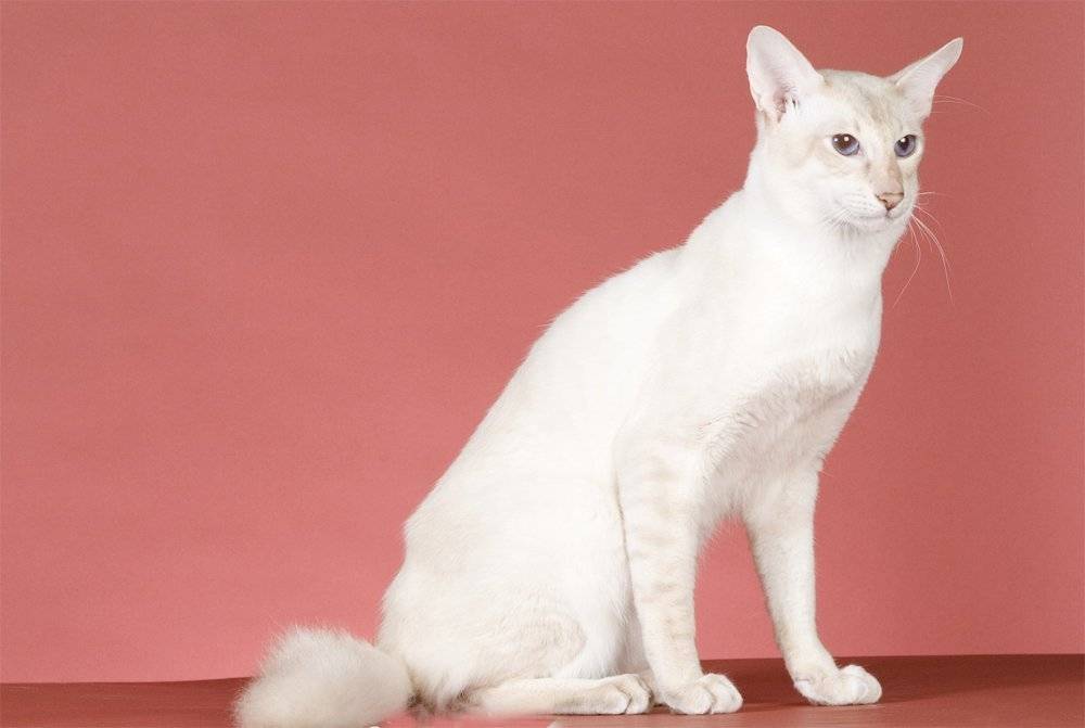 Яванская кошка (31 фото): описание породы яванез, характер короткошерстной кошки. варианты окраса. условия содержания