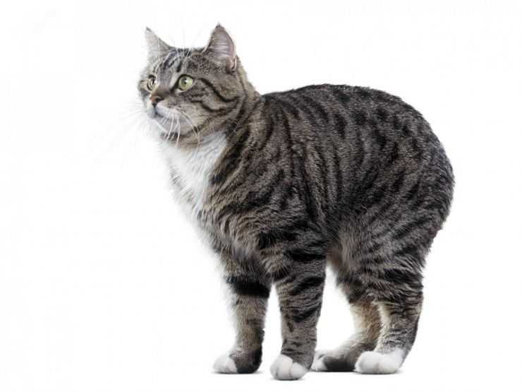 Мэнкс (порода кошек): особенности и описание вида, характер, правила содержания и прочие аспекты с фото