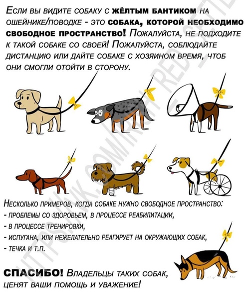Подготовка собак к вязке | блог ветклиники "беланта"