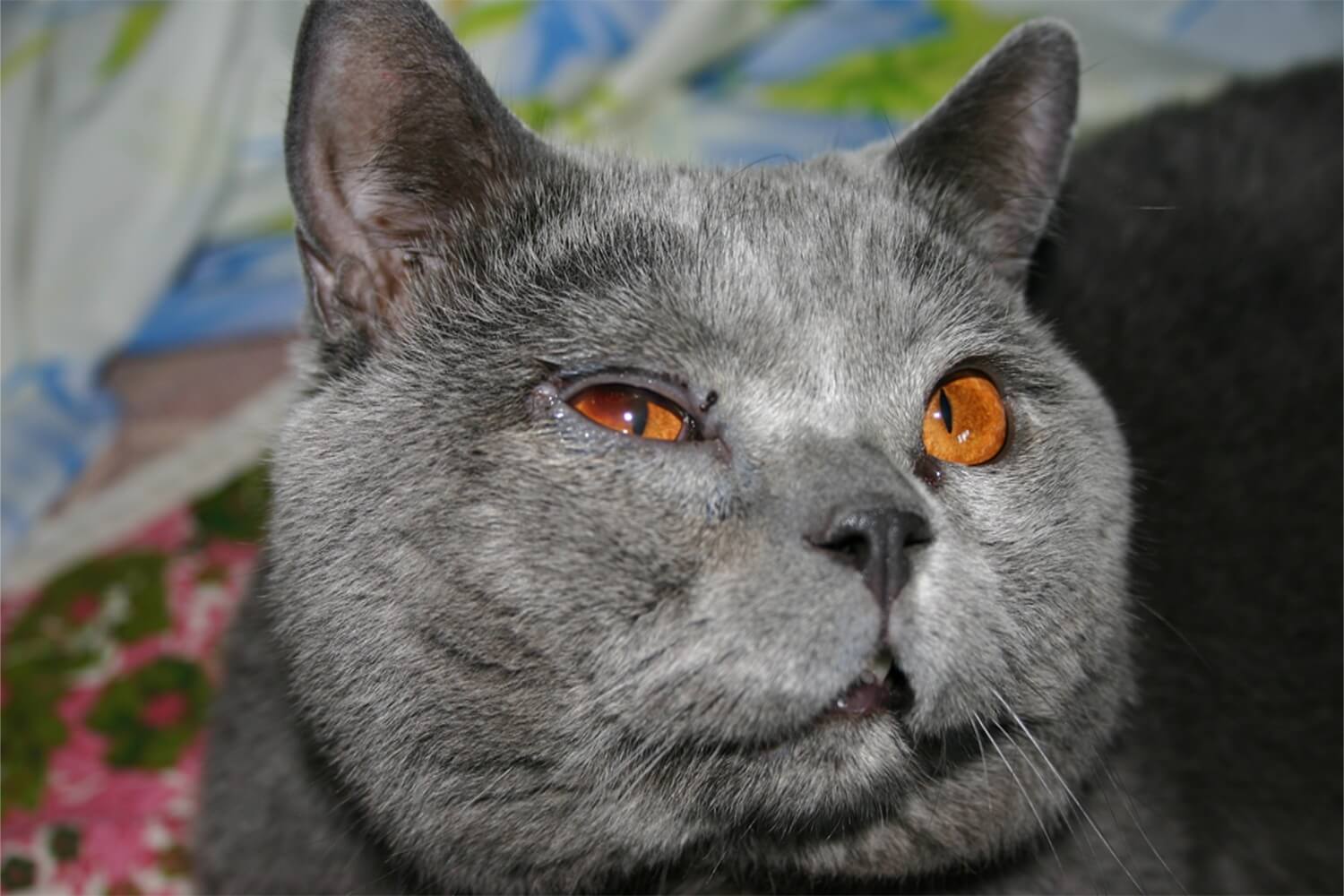 10 причин, почему у шотландского котенка слезятся глаза