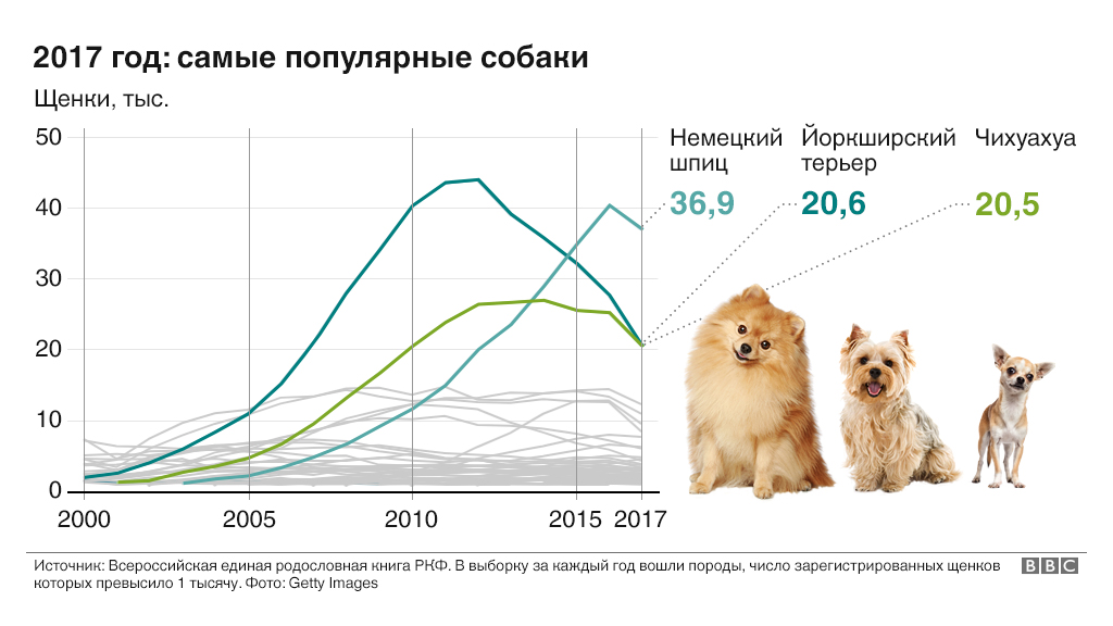 Породы собак выведенные в россии и ссср: какие существуют разновидности