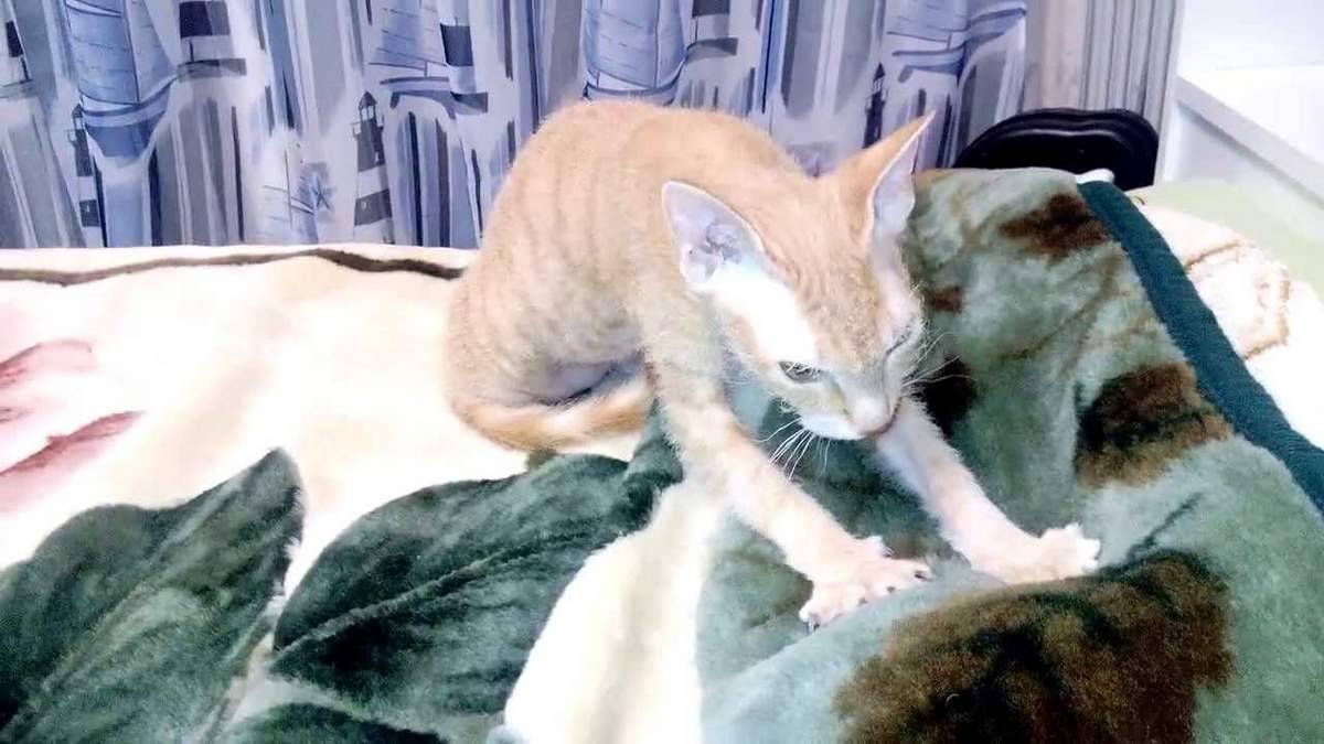 Почему кошки мнут лапами человека или мягкое одеяло и мурлыкают — fertime.ru