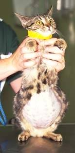 Лечение водянки яичка у новорожденных и взрослых мужчин