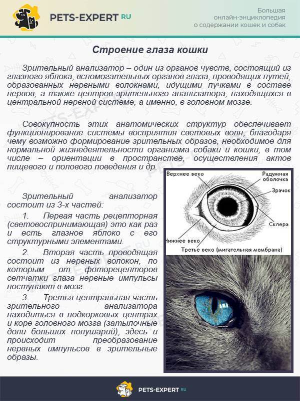 Синдром кошачьего глаза: что это такое, симптомы (фото), лечение, прогноз