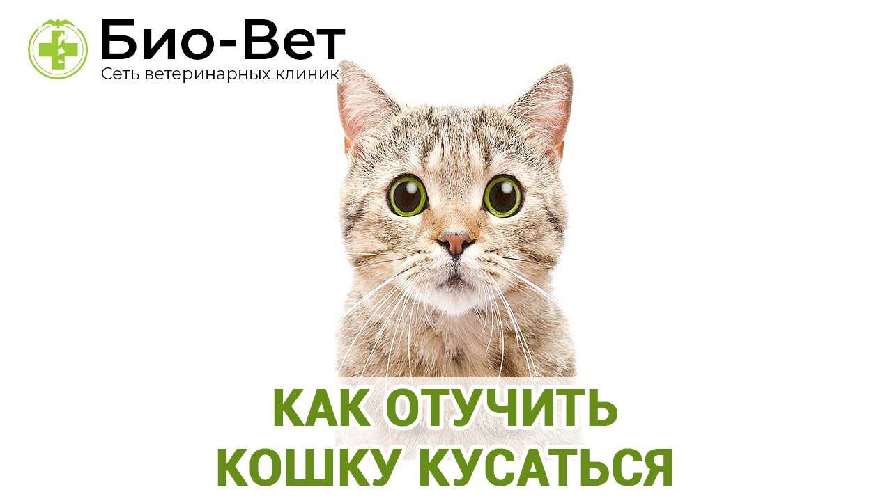 Как отучить кошку кусаться