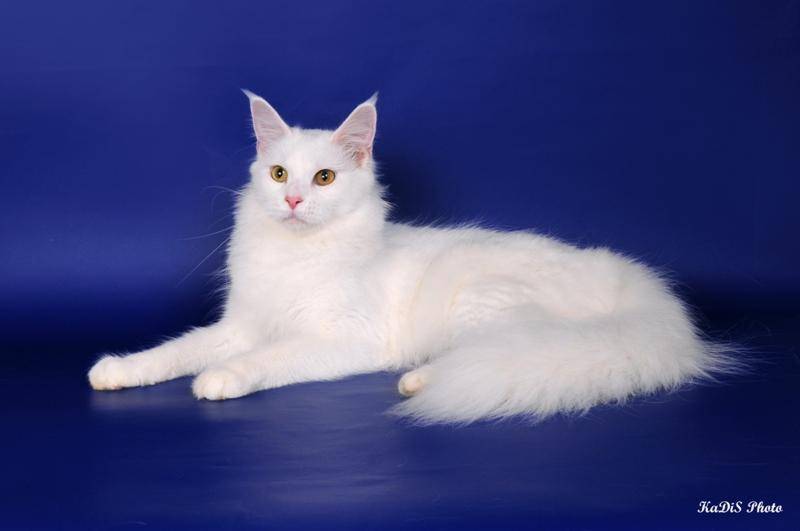 Белый мейкун. Мейн кун белый. Мейн кун белый кот. Белая кошка Мейн кун. Мейн кун белый Солид.