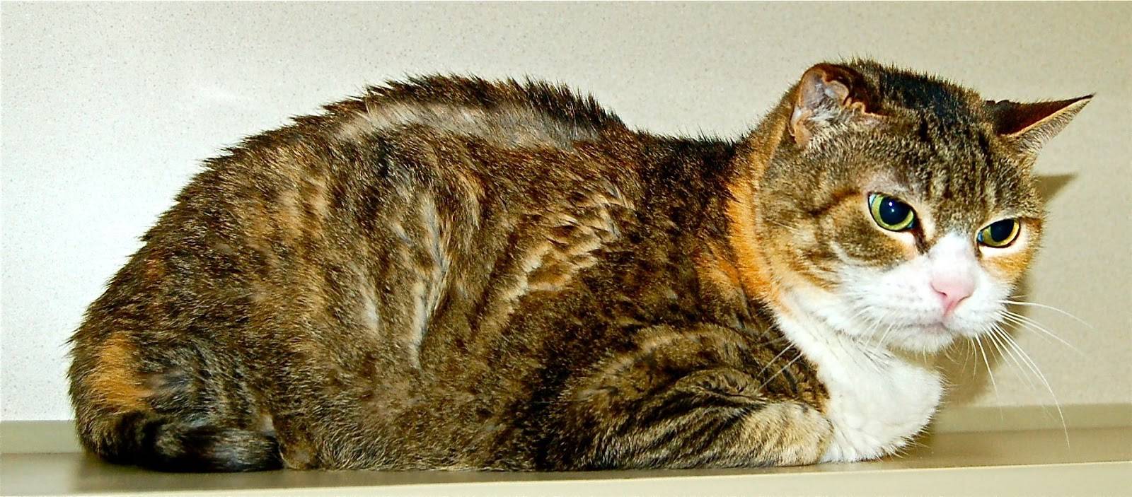 Гипертиреоз у кошек: причины, симптомы, лечение
гипертиреоз у кошек: причины, симптомы, лечение