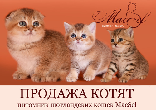 Питомники шотландских кошек в Москве и Санкт-Петербурге