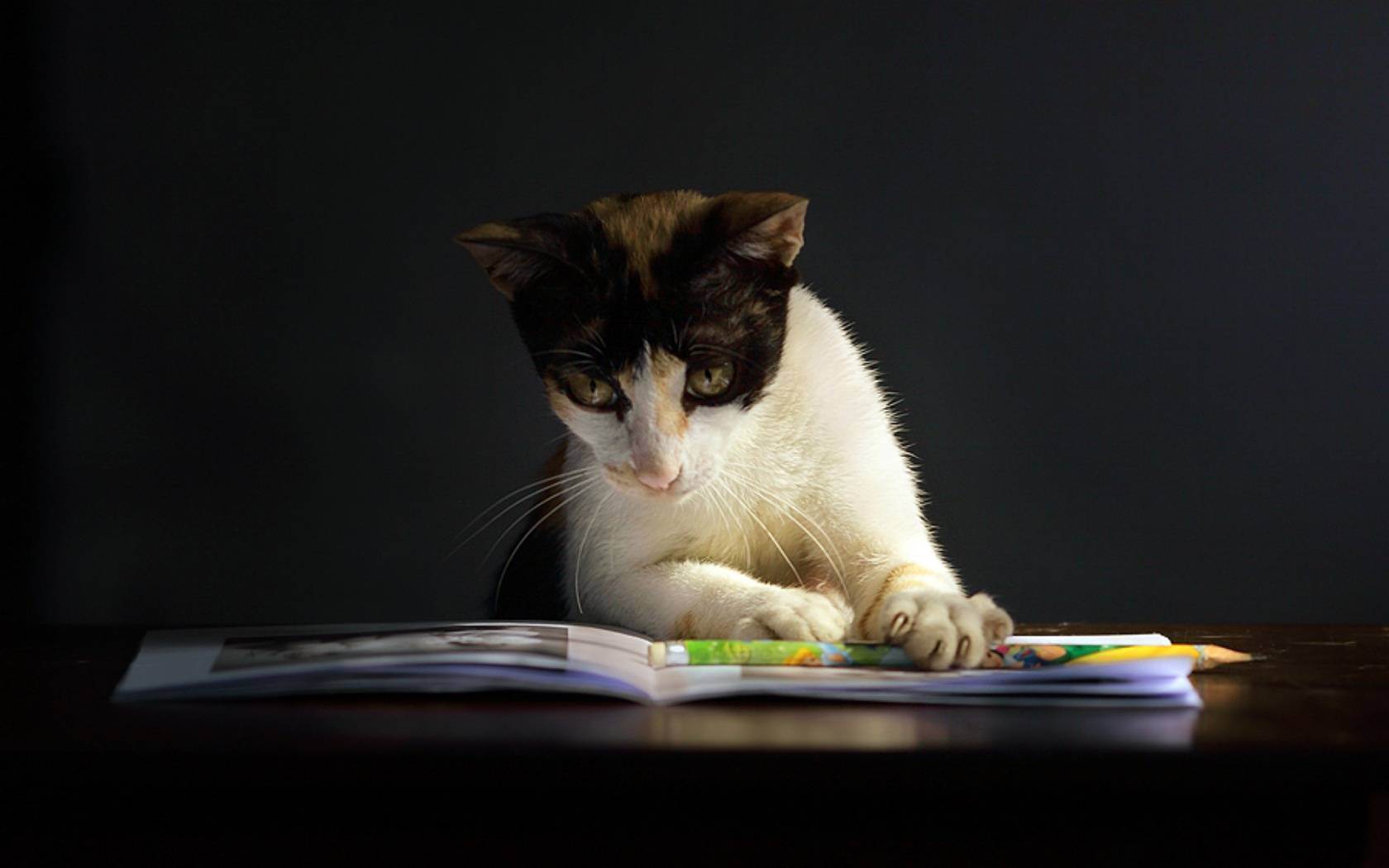 10 самых умных пород домашних кошек