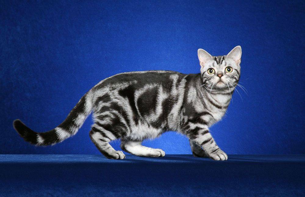 Мраморная кошка