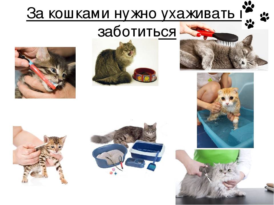 Место для кошки — советы по выбору, правильное размещение и подготовка квартиры к приходу питомца (130 фото + видео)