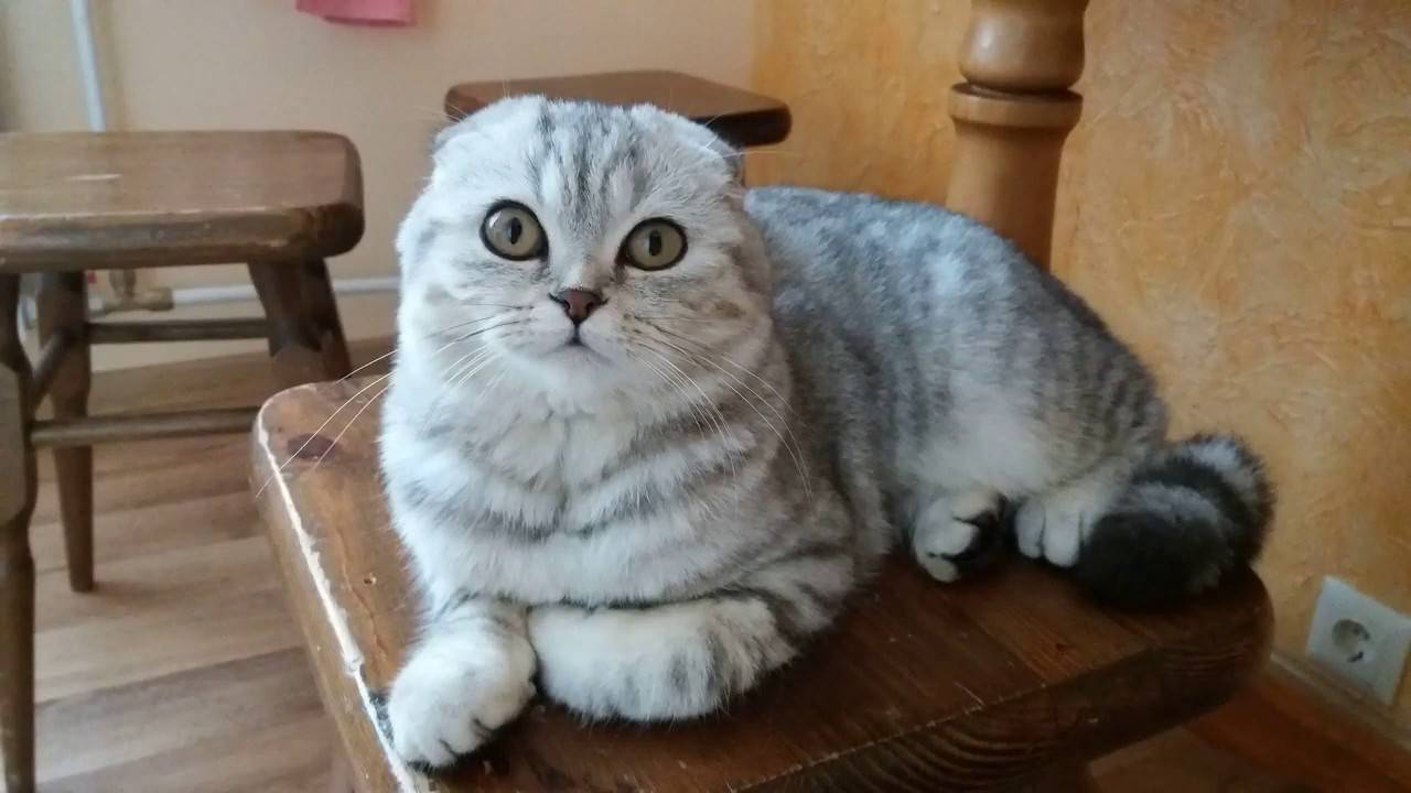 Сколько лет живут кастрированные коты шотландская вислоухая
