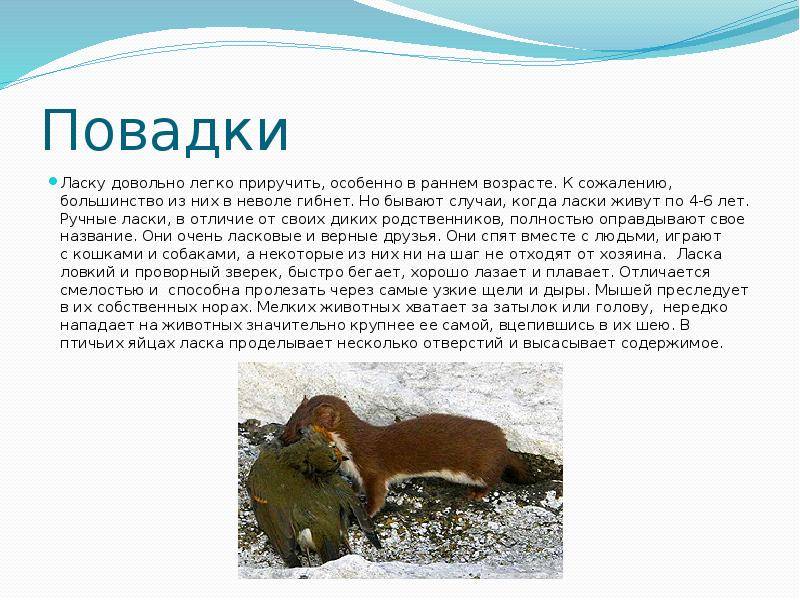Ласка: внешний вид животного, среда обитания, образ жизни