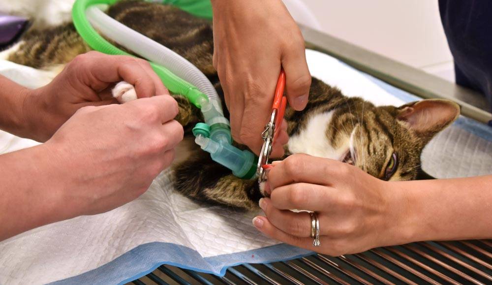 Мягкие лапки: последствия операции удаления когтей у котов, уход после операции