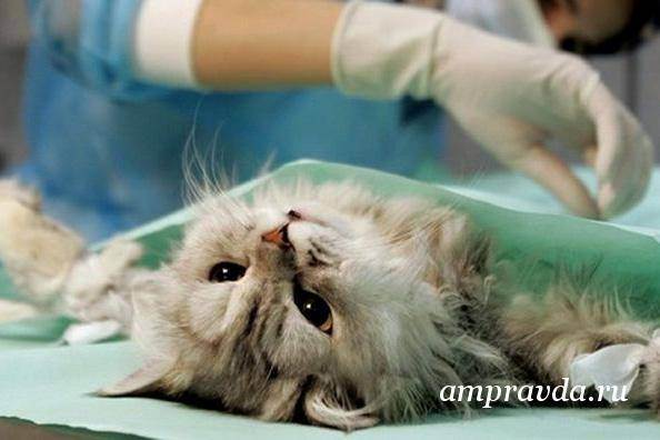 Как подготовить кошку к стерилизации