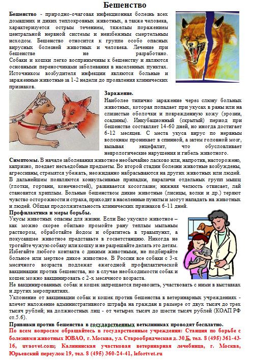 Укусила собака, что делать? осложнения травмы, бешенство, симптомы, лечение, последствия, первая помощь.  прививки после укуса собаки детям.