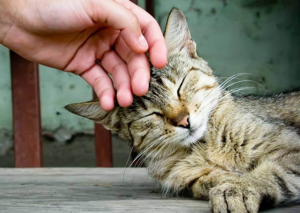 Роль животных в жизни людей. влияние домашних животных на формирование характера ребенка