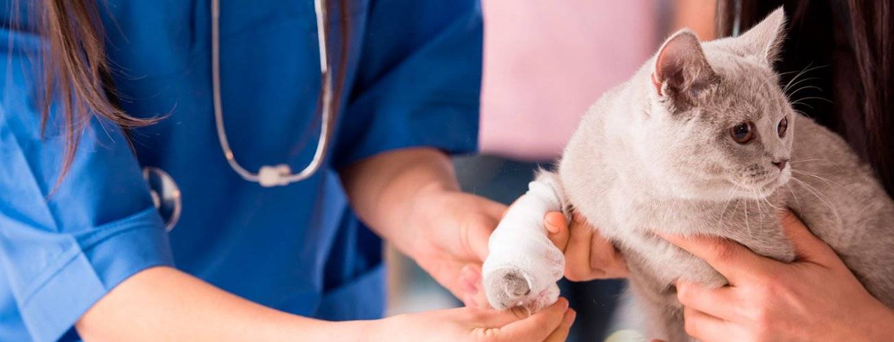 О трихофитии у кошек: возбудитель, симптомы, диагностика и лечение грибка