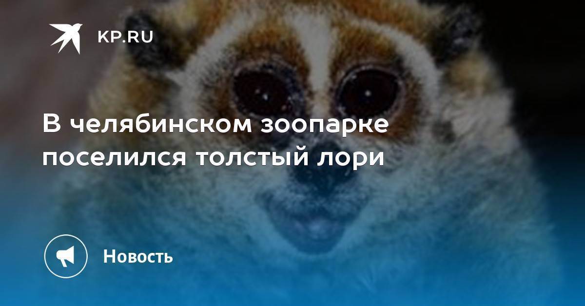 Ветеринарная клиника
 толстый лори