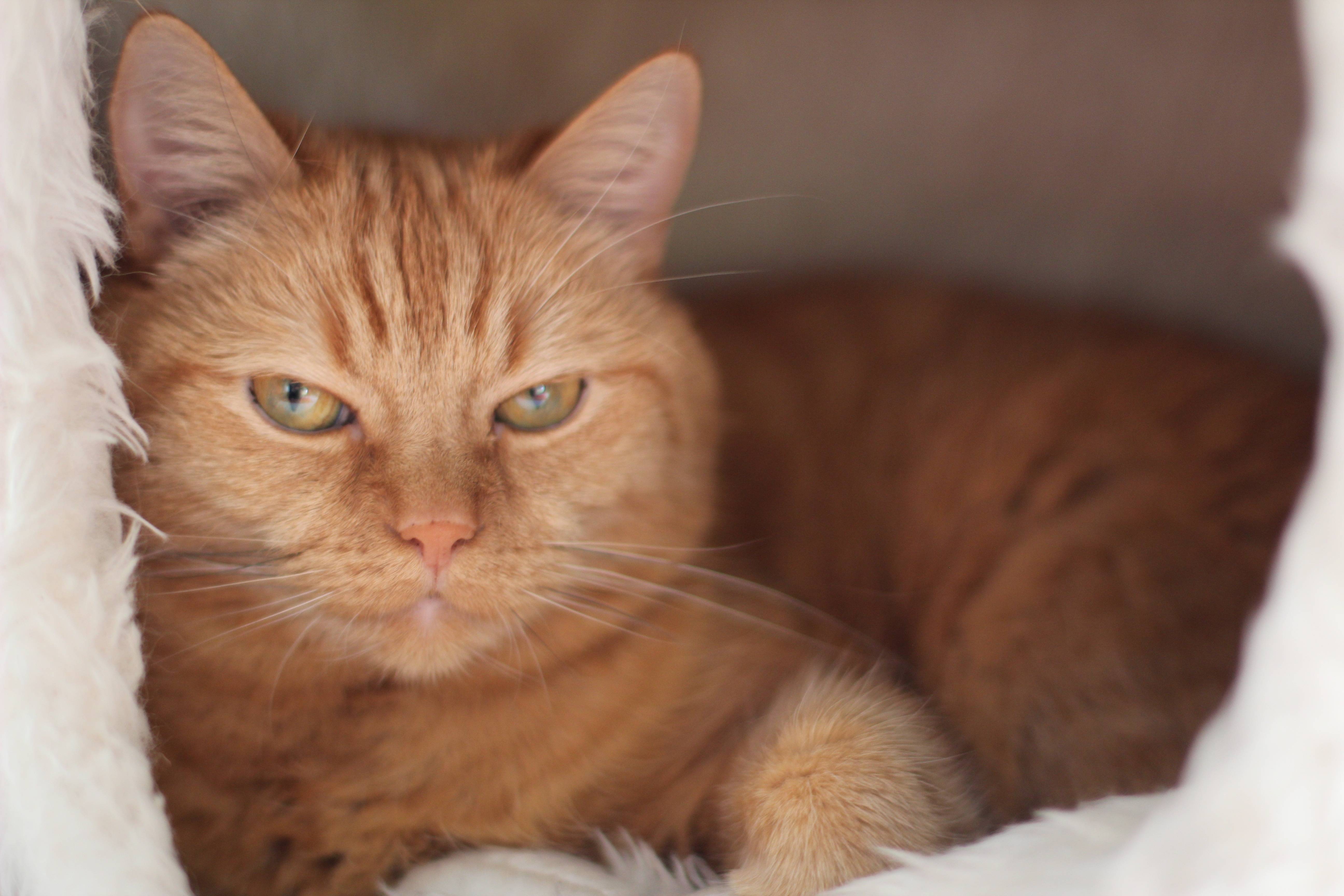 Типы рыжих кошек. Европейская короткошерстная кошка рыжая. Европейский короткошерстный кот рыжий. Европейская гладкошерстная кошка рыжая. Европейская короткошерстная кошка фото рыжая.