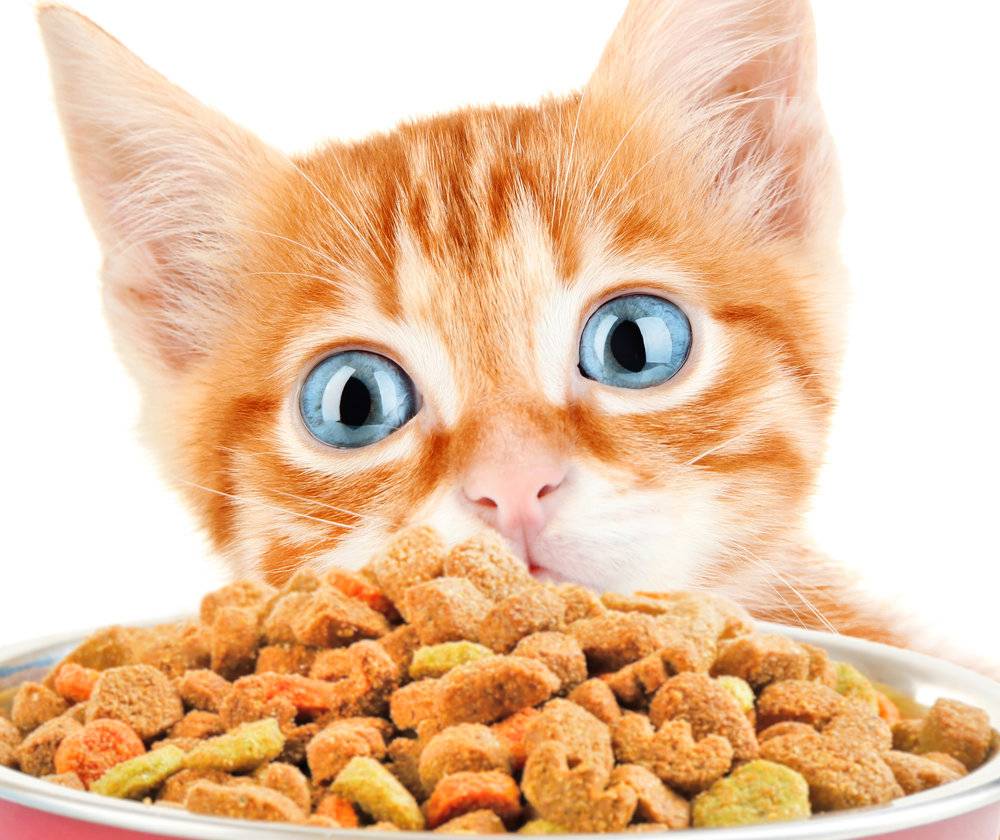 Можно ли кормить кошку только сухим кормом? что делать, если кот ест лишь сухой корм? нормально ли это? мнение ветеринара