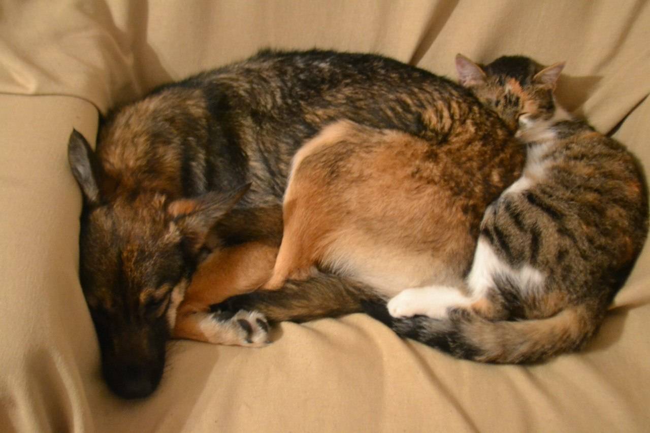 Как подружить кошку с собакой — способы и методы как приучить животных жить в одном доме (110 фото)