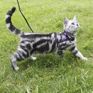 Как приучить кота или кошку к шлейке: быстрая пошаговая инструкция