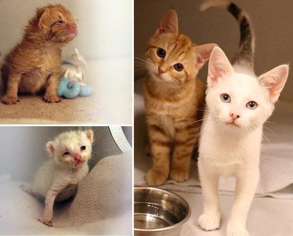 Развитие котят по неделям и месяцам. возраст котенка, этапы развития