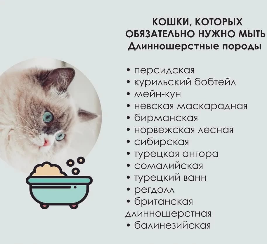 Можно ли кастрированным котам рыбу