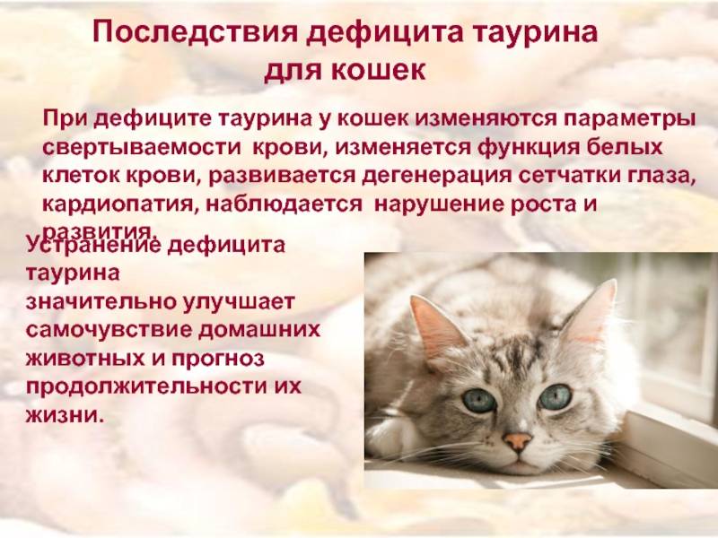 Гипотиреоз у кошек: причины, симптомы, диагностика и лечение