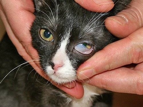 У кошки третье веко: причины, лечение, фото, что делать, если глаза наполовину закрыты плёнкой