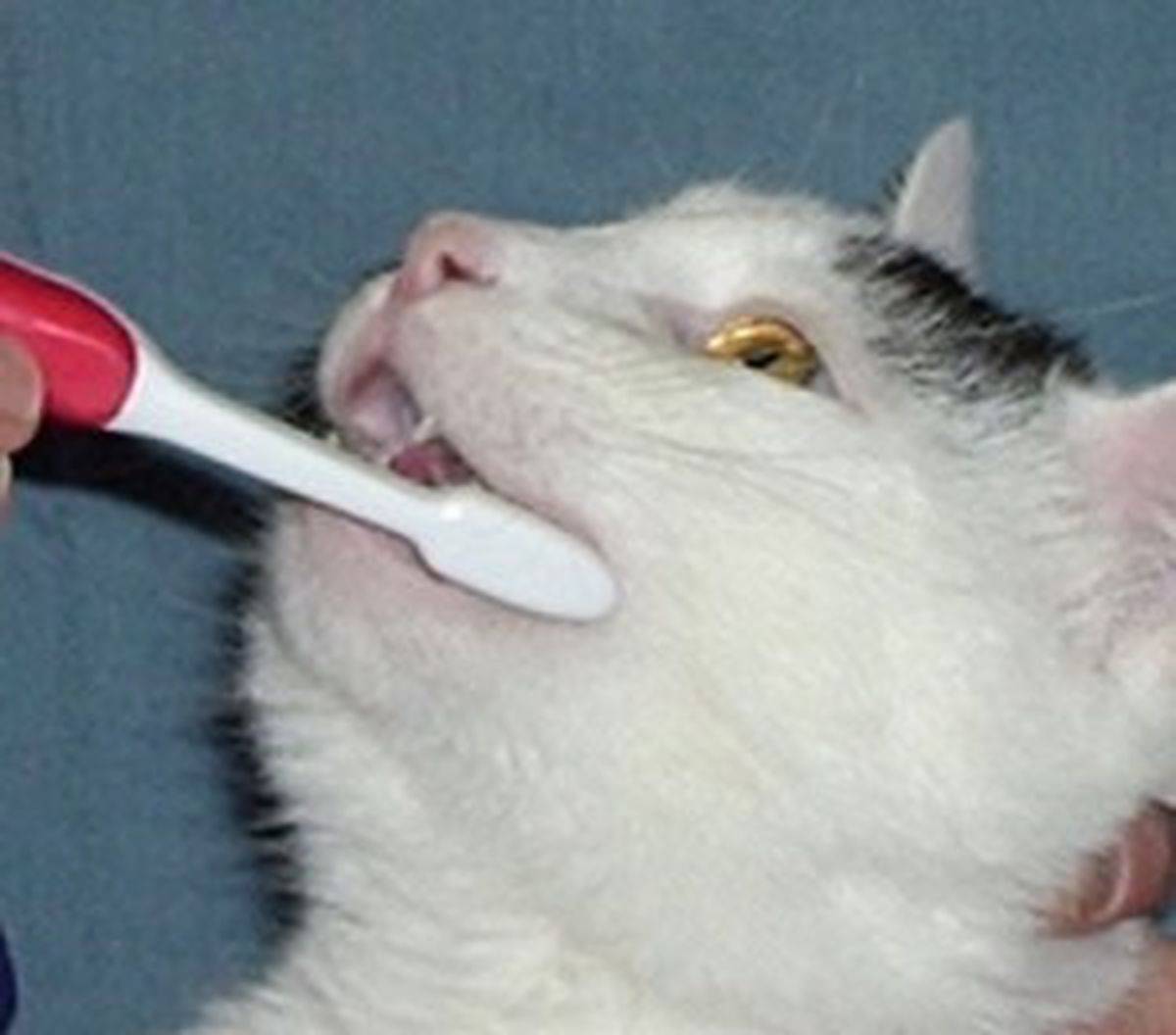 9 причин, почему у котенка пахнет изо рта