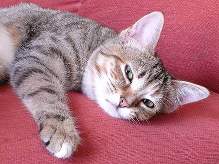 Как бороться с кошачьей мочекаменной болезнью?