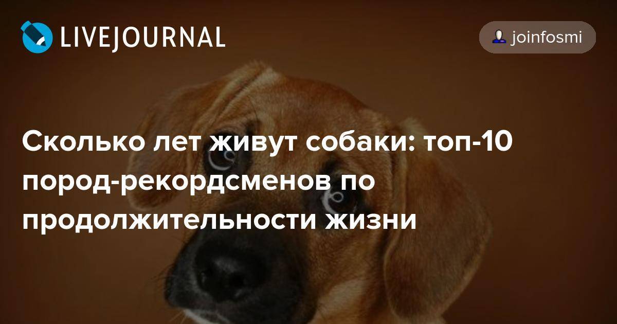 Сколько живут собаки и как продлить их жизнь