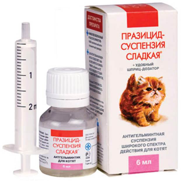 Понос у котенка - что делать и как лечить диарею у котенка в домашних условиях