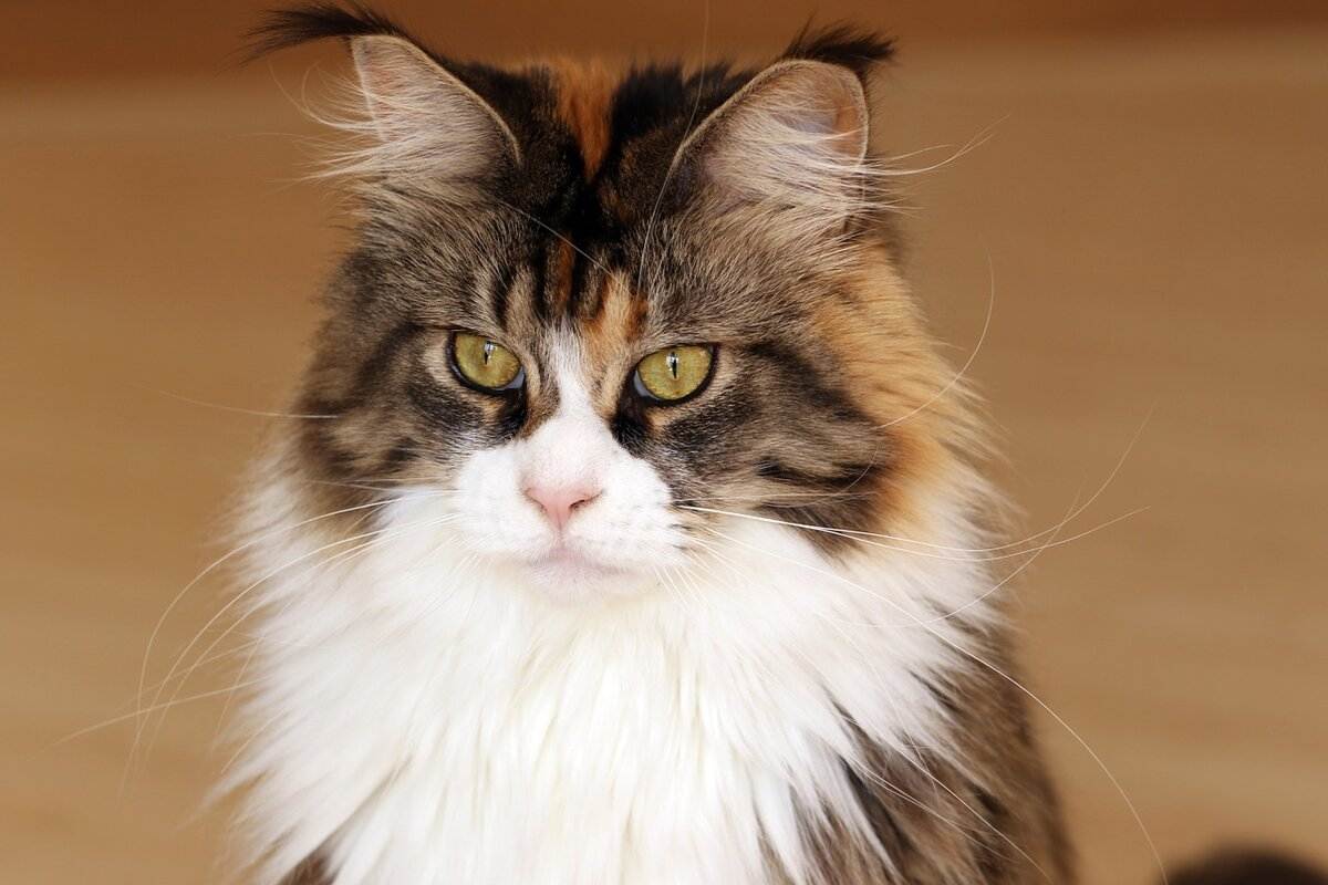 Порода самых умных кошек в мире: рейтинг с фото и описаниями