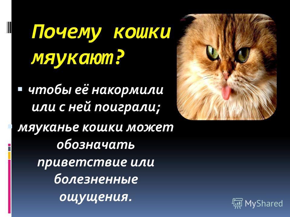 Почему кошка мяукает когда ходит в туалет, что делать?