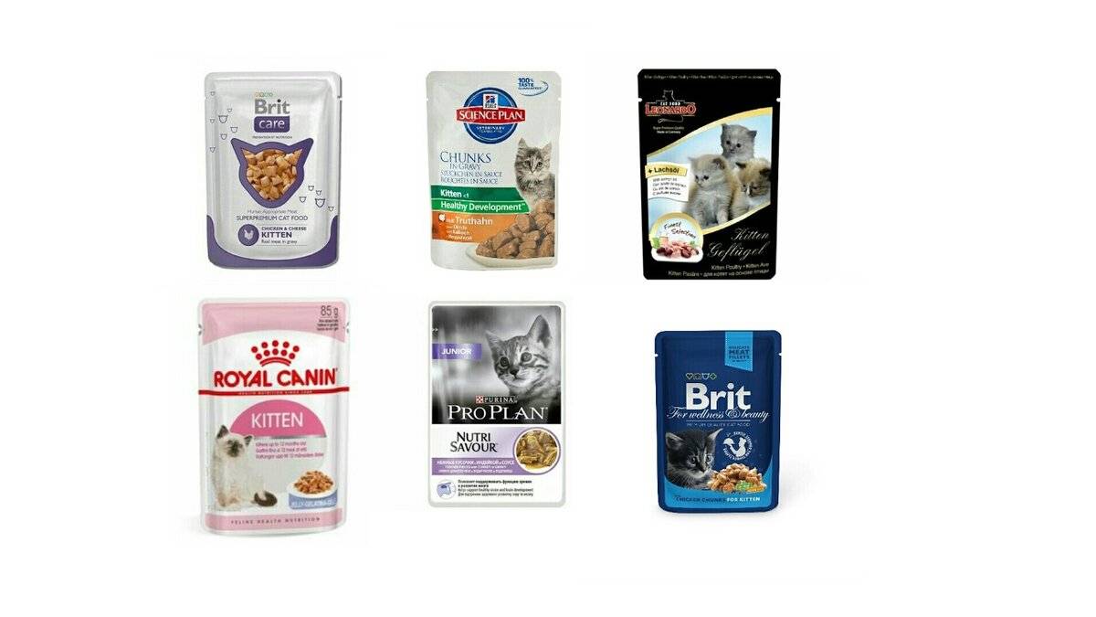 Внешние признаки появления у кошки аллергии на корм: чем лучше кормить