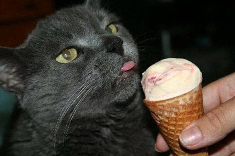Можно ли кошкам мороженое