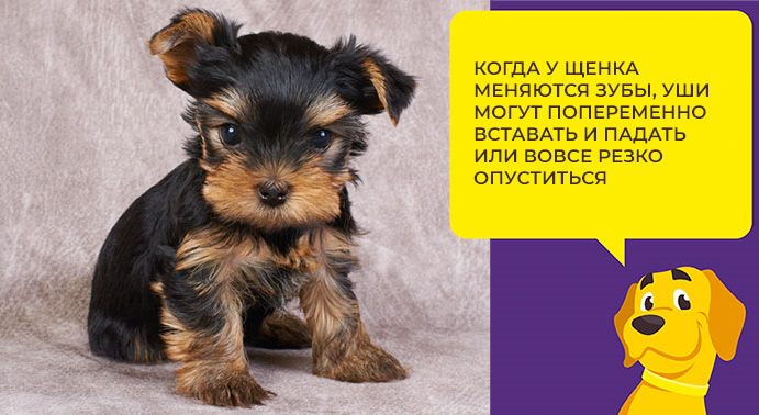 Как поставить уши йоркширскому терьеру