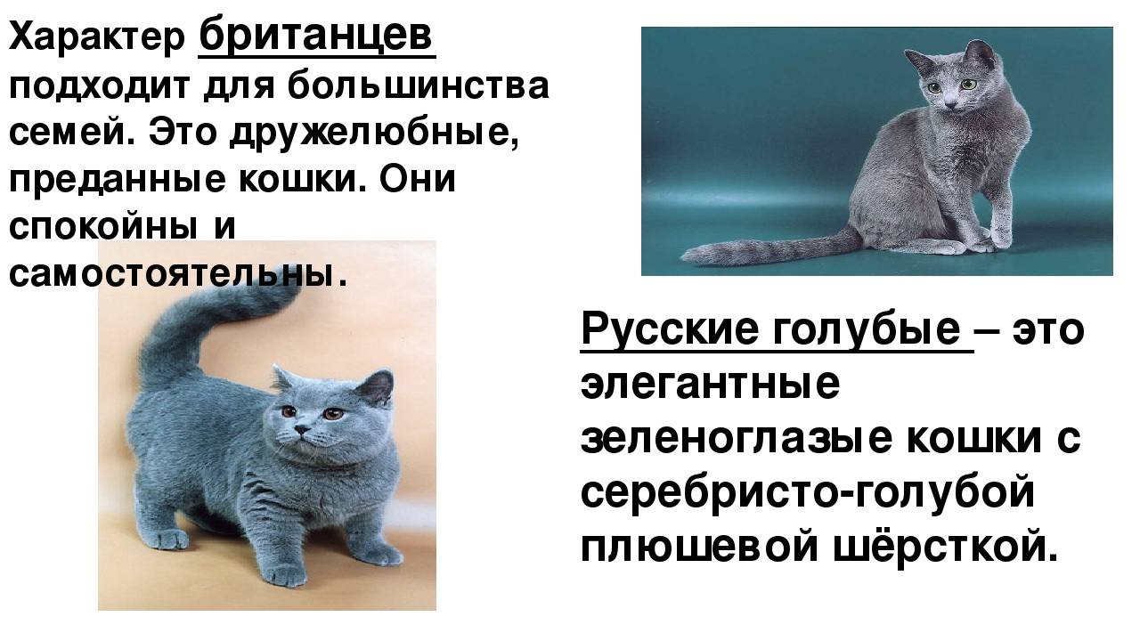 Британская короткошёрстная кошка - фото, окрасы, описание породы и характера