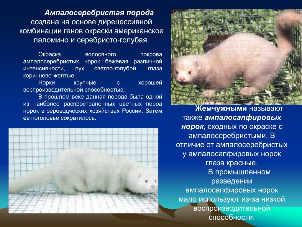 Домашние канарейки: плюсы и минусы содержания дома