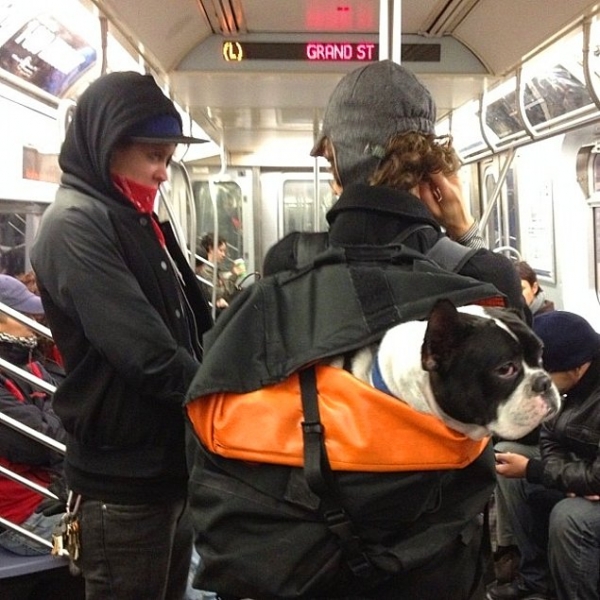Как перевозить собаку в автобусе, чтобы никто не возражал