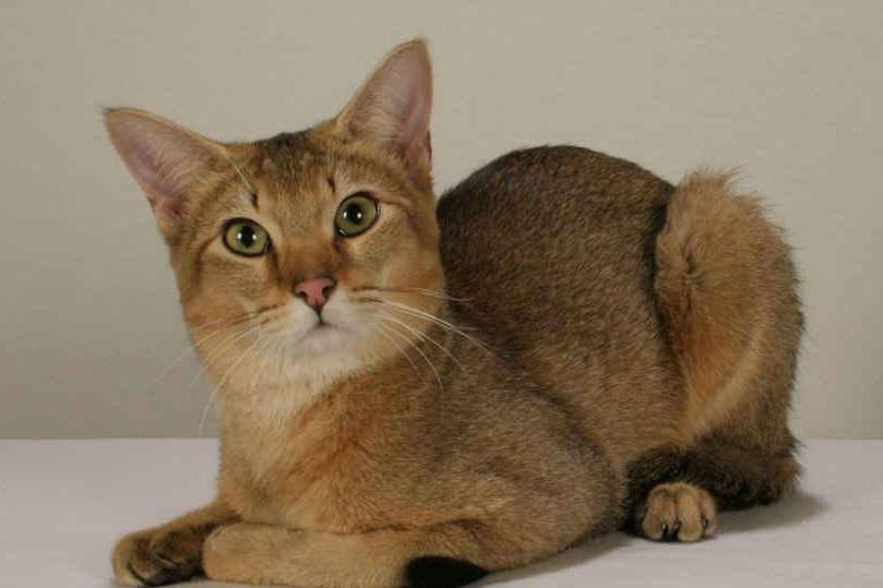 Фото и описание экстерьера и характера кошки чаузи по стандарту породы, питомники породистых котят